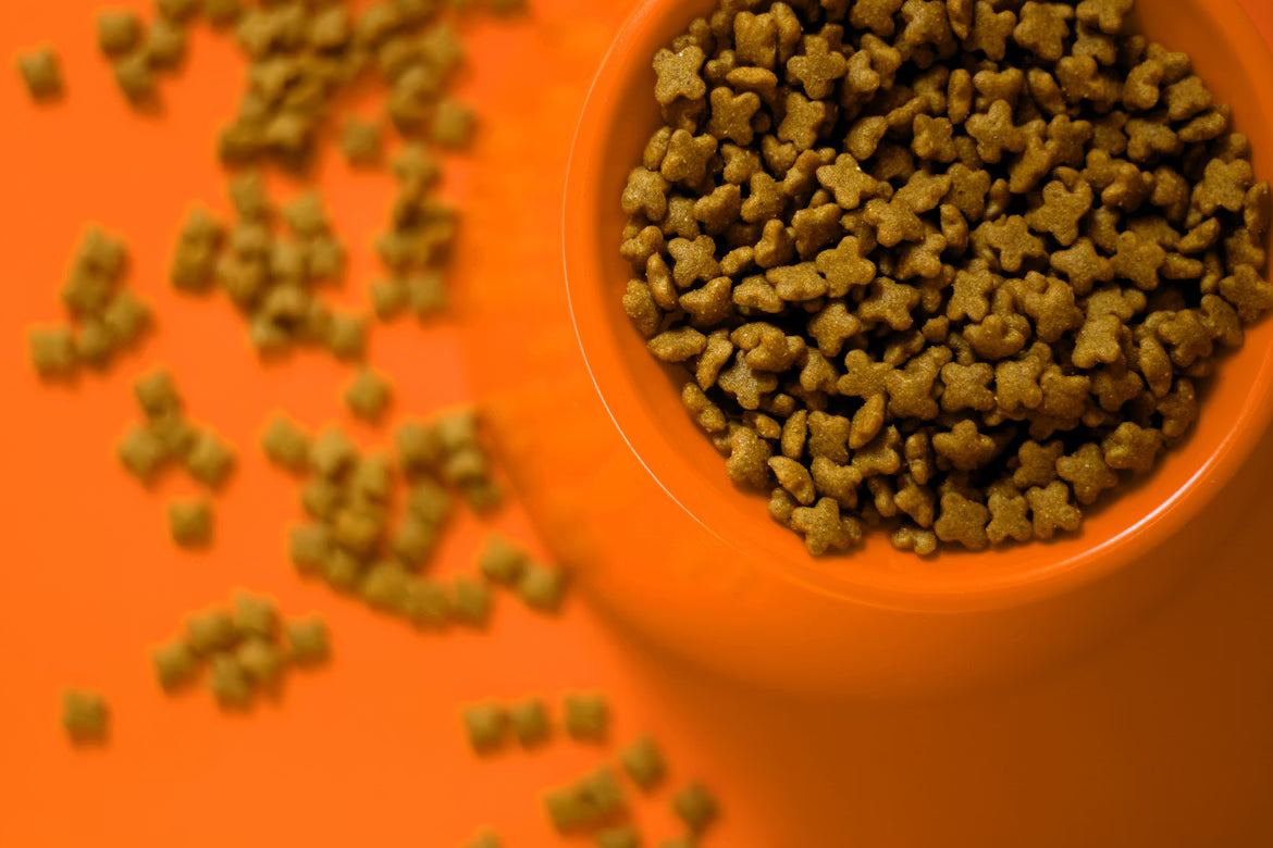 Grain-Free vs Limited Ingredient Cat Food — Which Is Better for Your Cat?