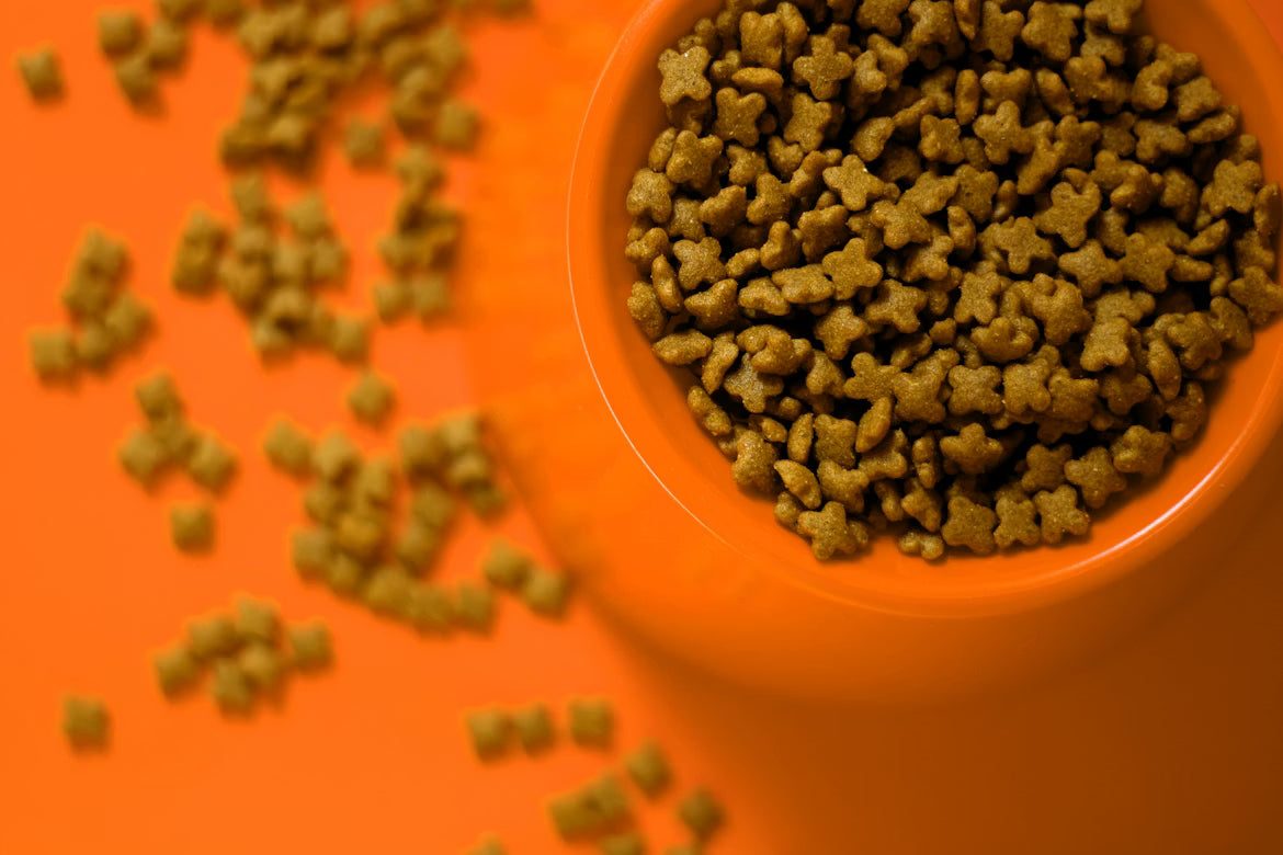 Grain-Free vs Limited Ingredient Cat Food — Which Is Better for Your Cat?