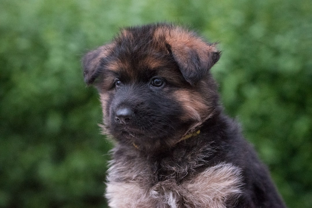 Pet Gates for Secure Spaces: A Guide from Talis-us