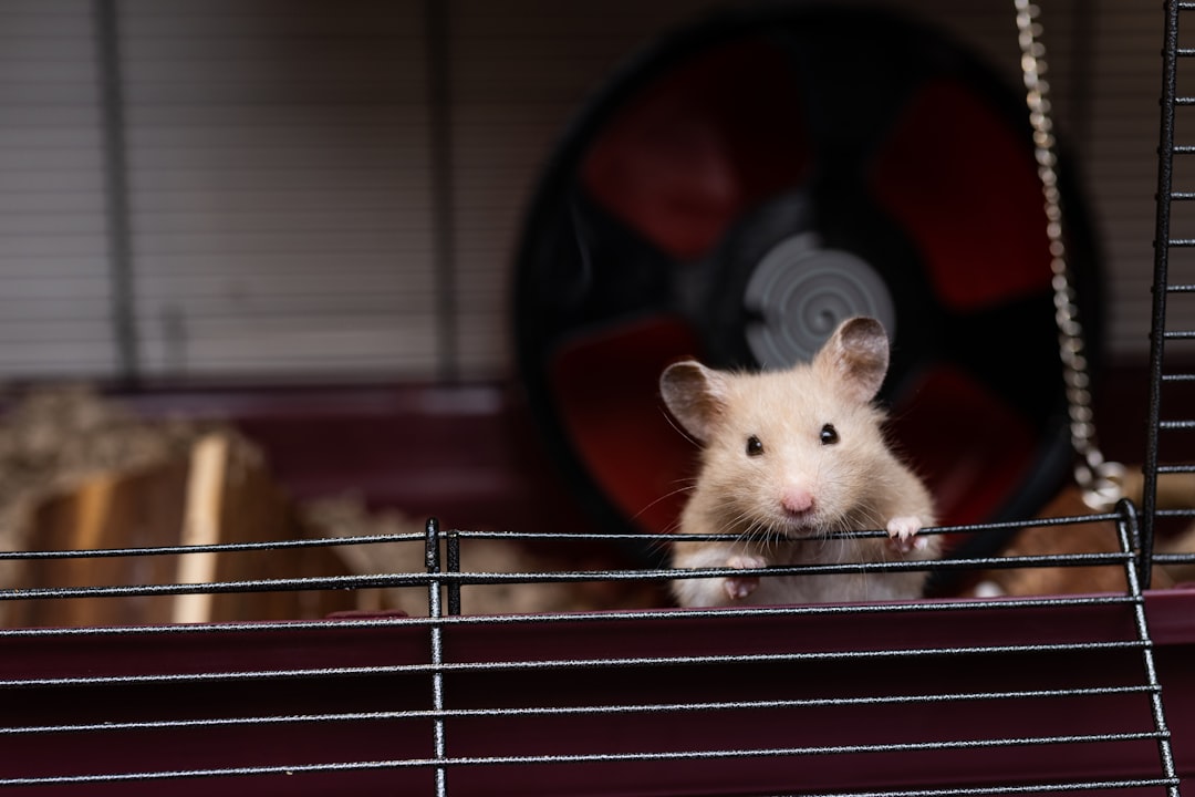 What are the best online stores for small animal habitats and cages