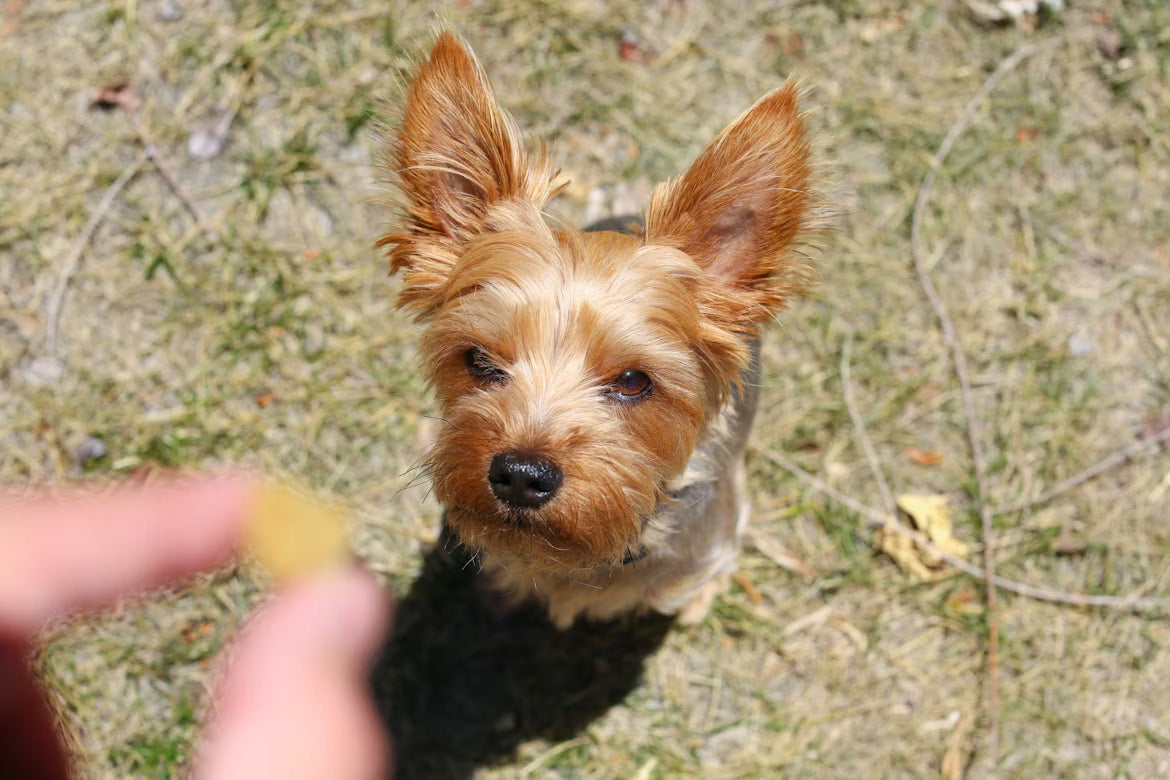 Dog Training Treats