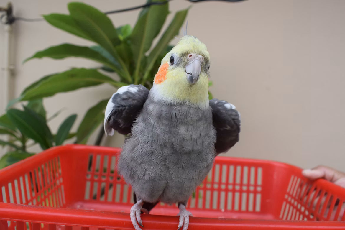 Balanced Diets for Pet Birds