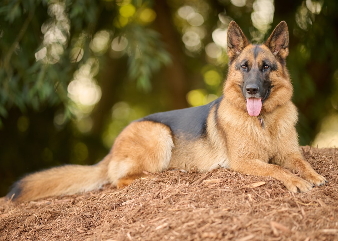 Air-Dried vs. Freeze-Dried vs. Raw Dog Food: What's the Difference?
