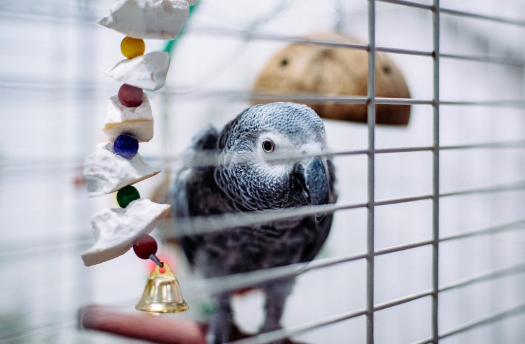 High-quality bird toys that last