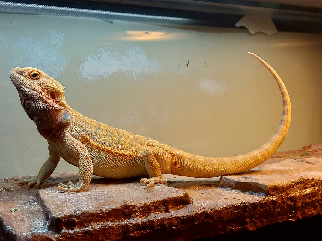 Best Substrate for Bearded Dragons: Top Picks for Safety and Comfort