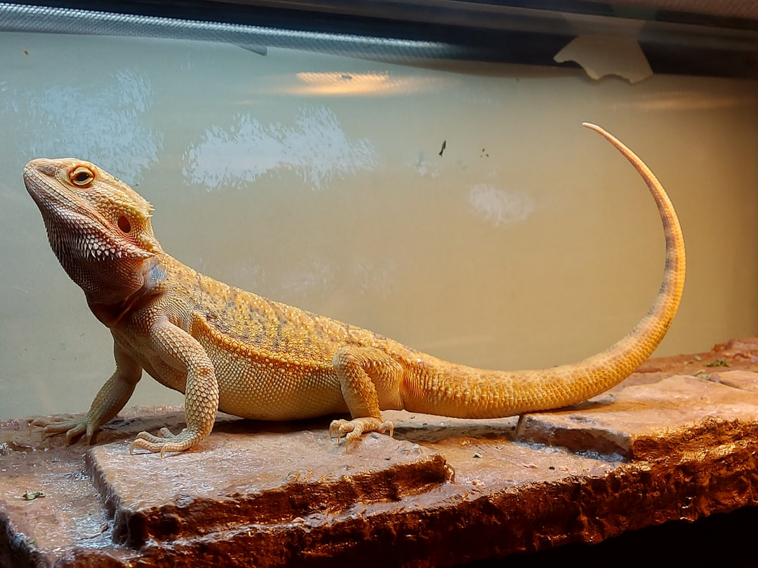 Choosing the Best Substrate for Bearded Dragons
