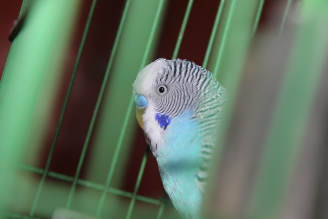 Best Bird Cages Online: Talis US Retailer Deals