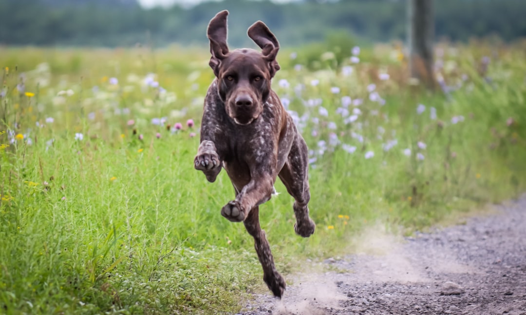 Top High Value Dog Treats for Training