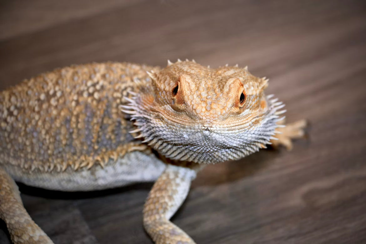 How Big Do Bearded Dragons Get? (Full Size Guide by Age)