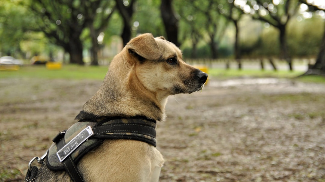 Talis Us Rechargeable Bark Collar for Dogs