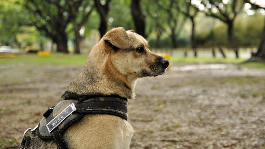 Talis Us Rechargeable Bark Collar for Dogs