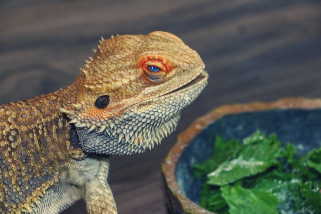 Essential Foods for Bearded Dragons' Diet