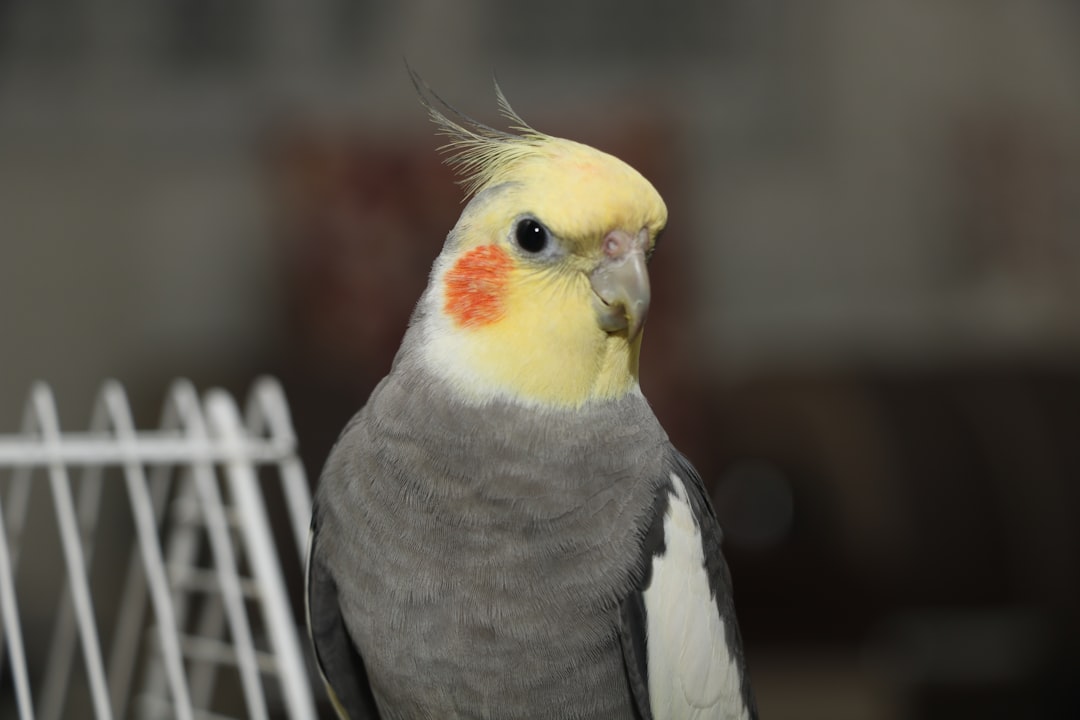Essential Foods for a Healthy Cockatiel
