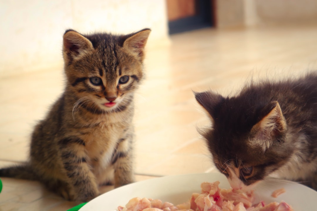 Best wet cat foods with high protein content and natural ingredients
