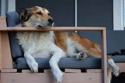 Dog Steps and Ramps for Easy Access to Furniture and Safety