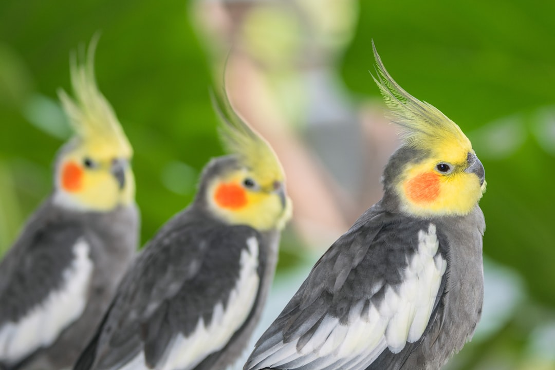 Cockatiel Cages and Bird Enclosures