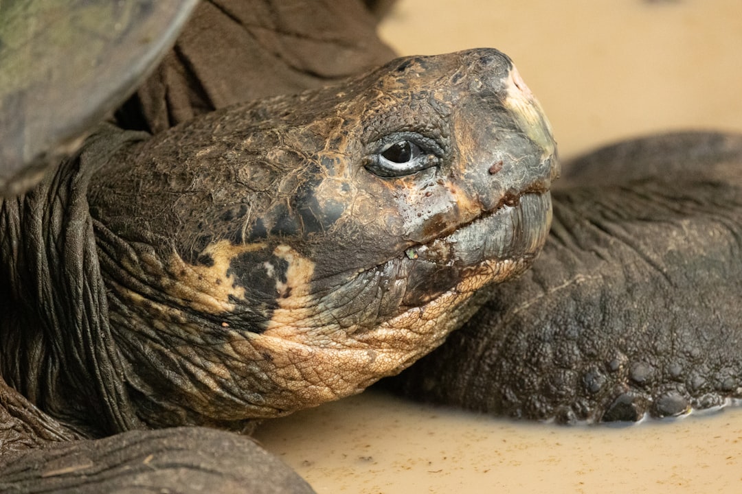 Fun Facts About Tortoises