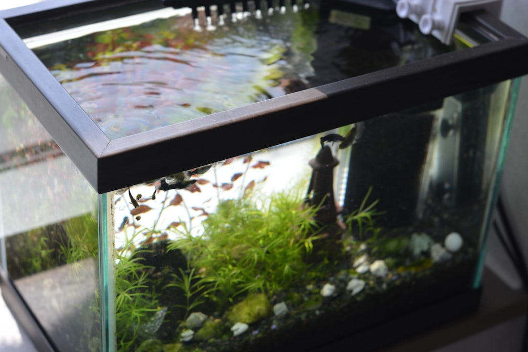 Master 10 Gallon Tank Dimensions & Setup Guide