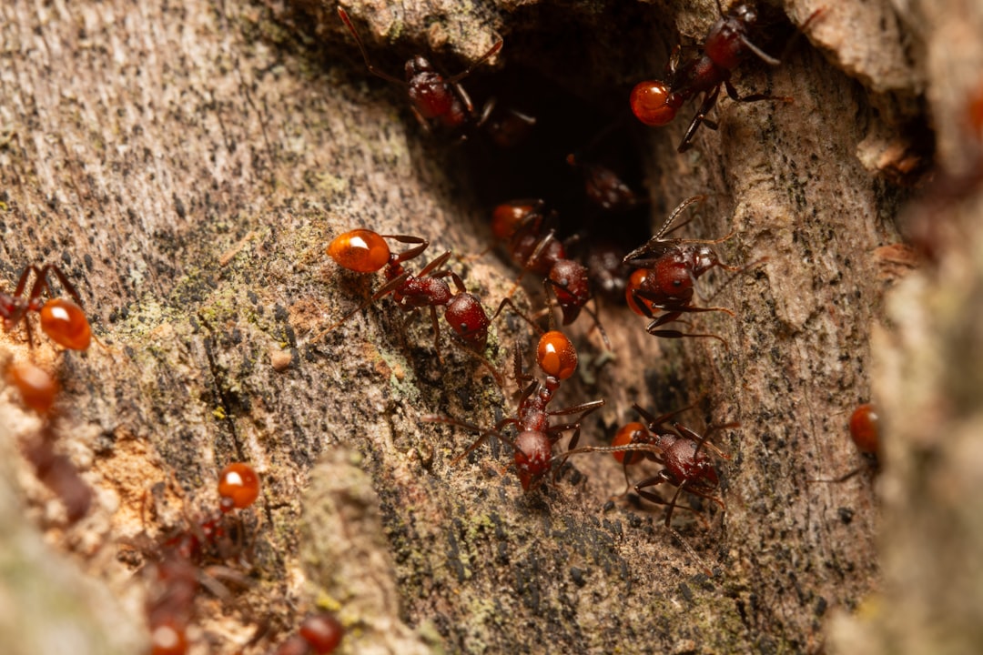 What is the best way to care for pet ants?