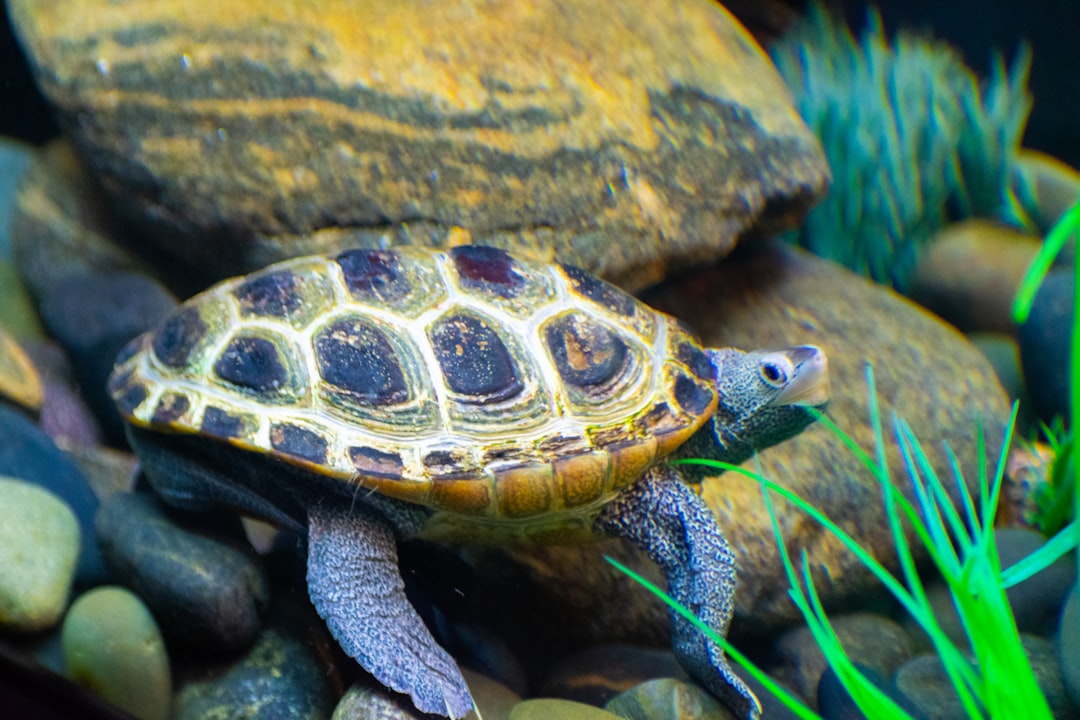 Setting Up a 10 Gallon Turtle Tank