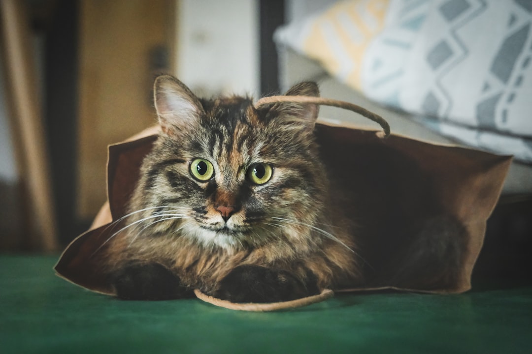 What pets does Talis US carry products for