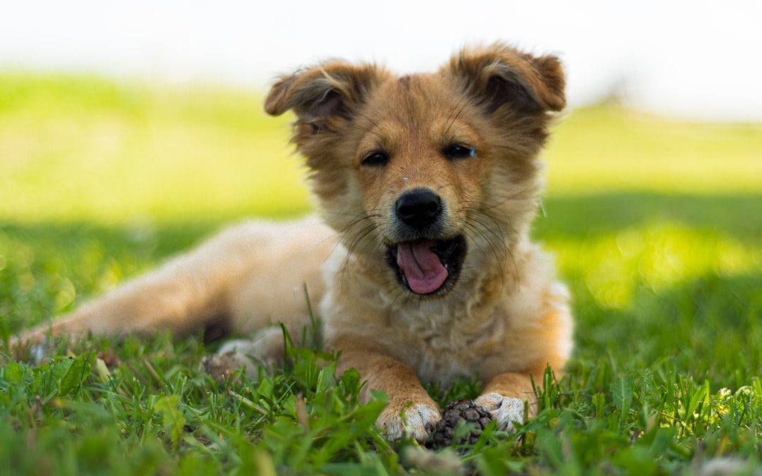 Small Soft Dog Treats: Best Healthy Options for Small Breeds & Puppies