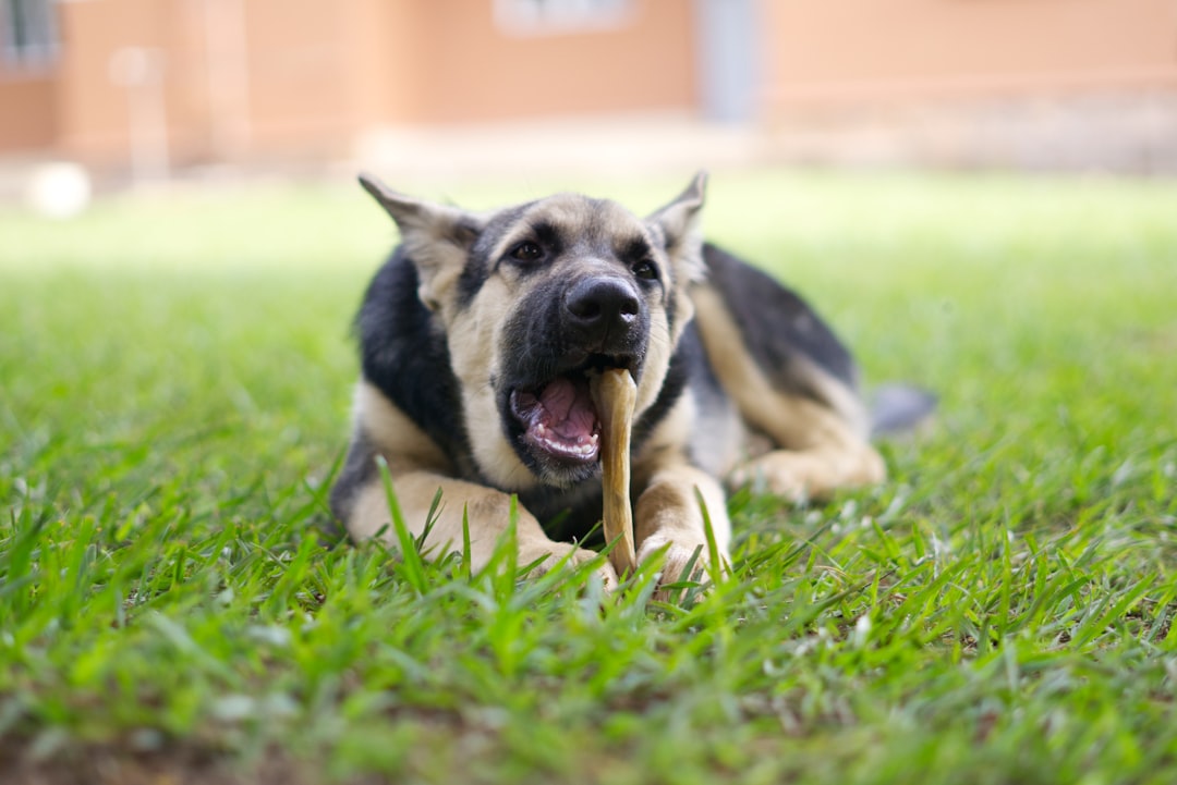 Indestructible chew toys for aggressive chewers