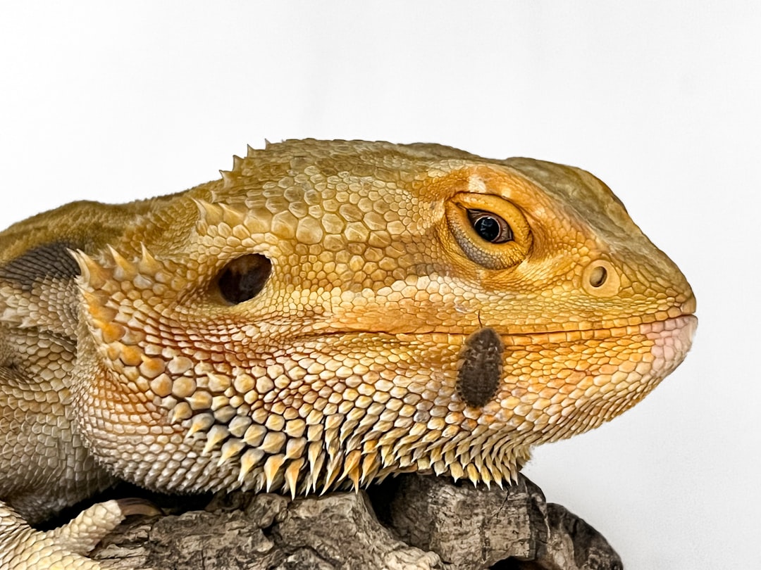 Ultimate Bearded Dragon Decor Kit for Ideal Setup