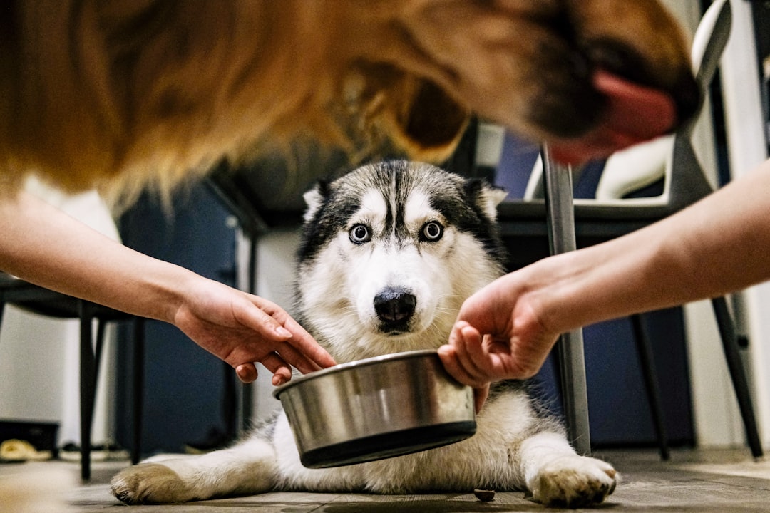 Where can I find stainless steel portable water bowls for dogs online