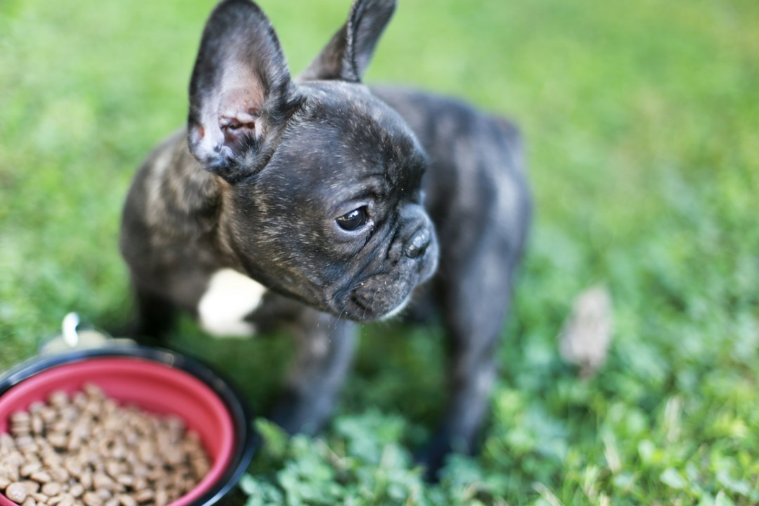 Where to buy grain-free dog food online