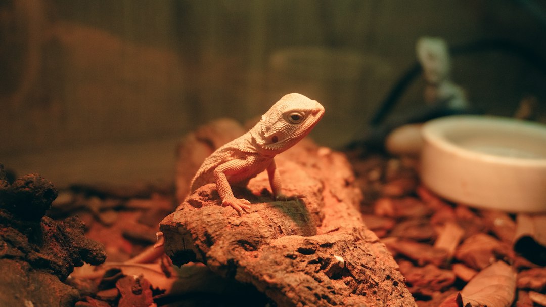 Choosing the Best Heat Light for Lizards