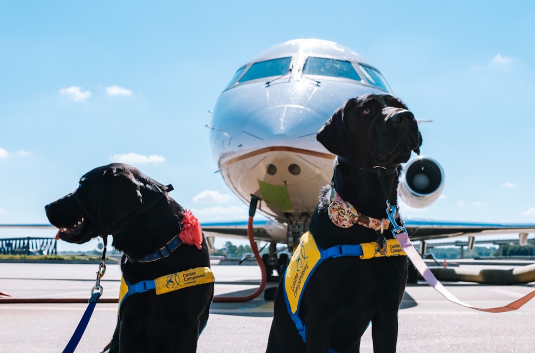 Small Animal Carrier: Comfortable and Airline-Approved Options