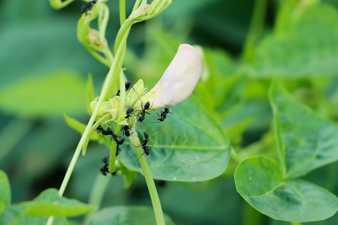 How Long Do Ants Live in an Ant Farm? Lifespans, Factors, and How Long Ant Farms Last