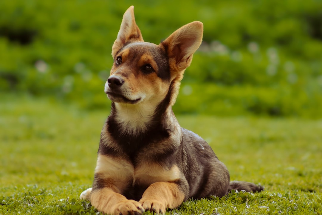 Mammoth Pet Products: Durable Dog Essentials
