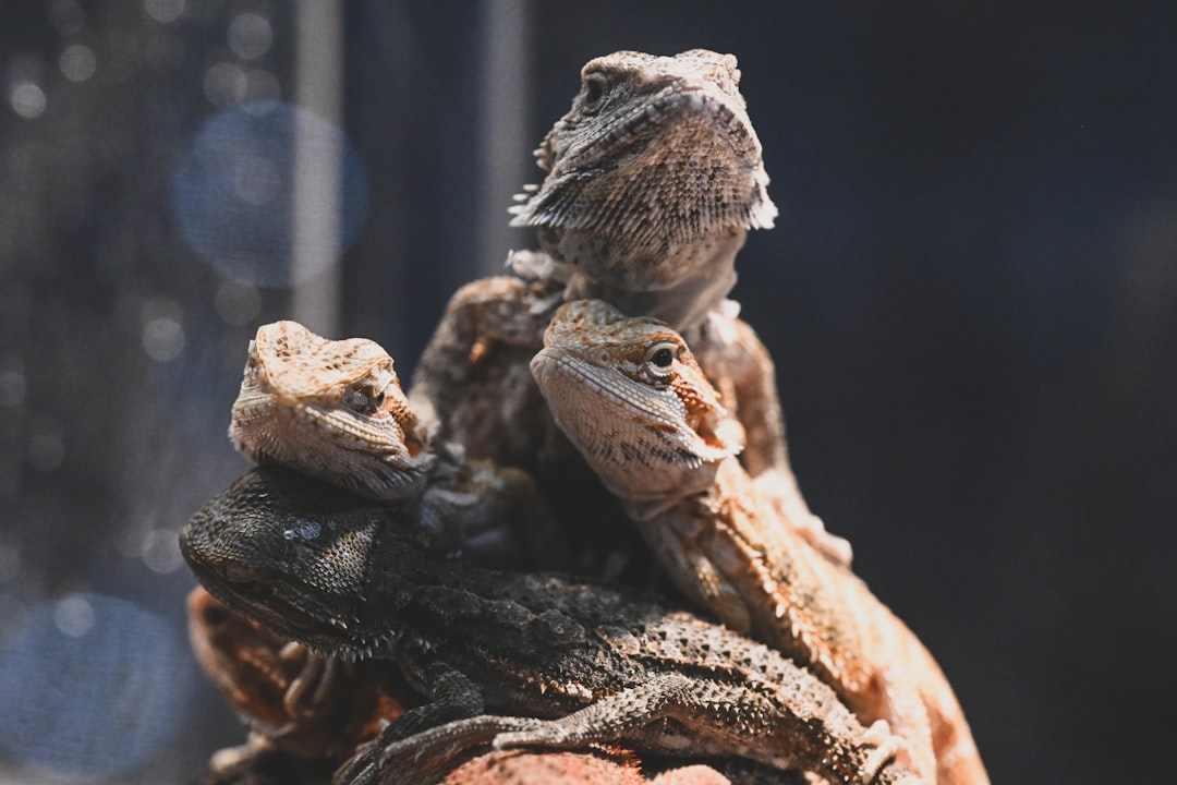 Bearded Dragon Lifespan: Essential Care Tips