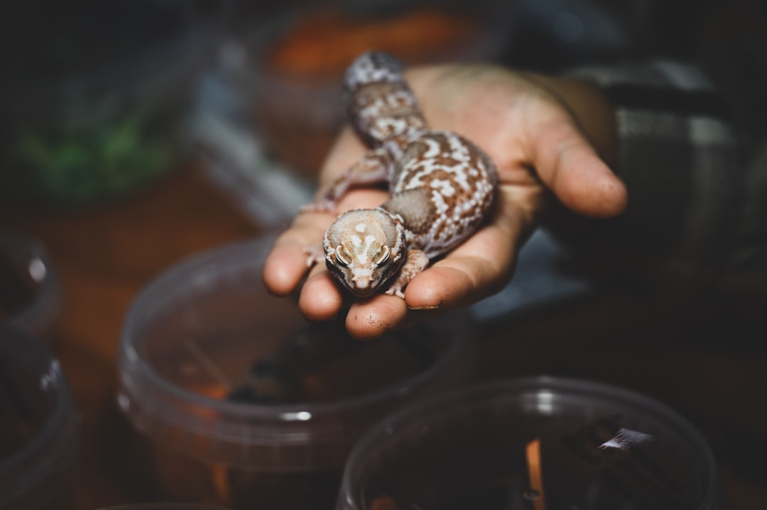 Optimal Reptile Care Supplies Guide
