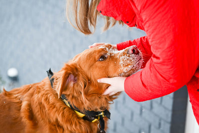 Long-Lasting Dog Treats: What to Choose and How to Keep Dogs Busy Safely