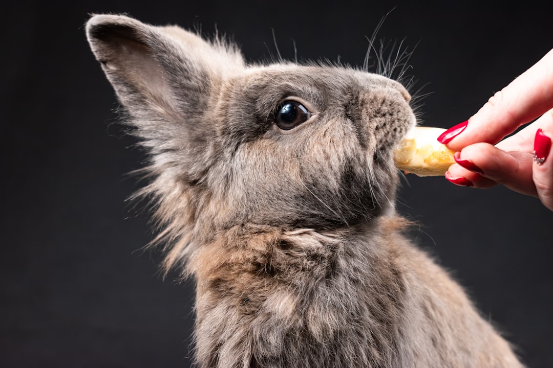 Nutritious Rabbit Treats: Top 10 Snacks for Health & Happiness