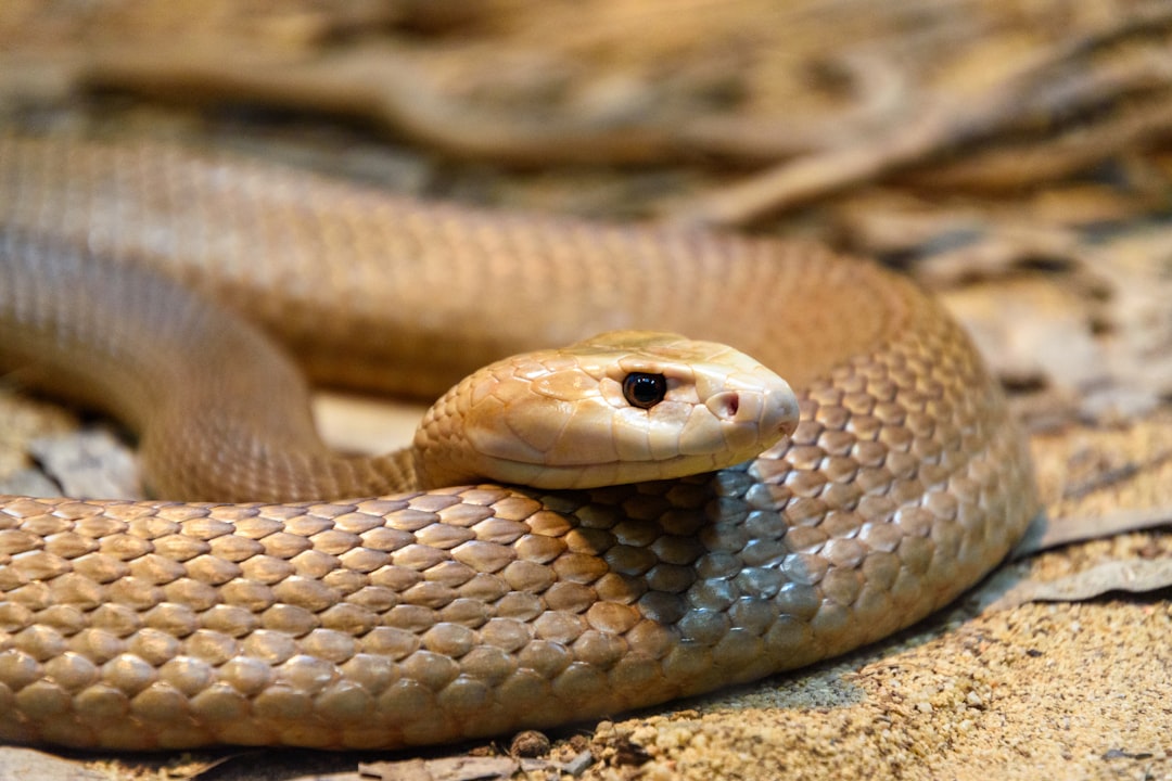 Is Provent-a-Mite Safe? How to Use It Correctly for Reptiles
