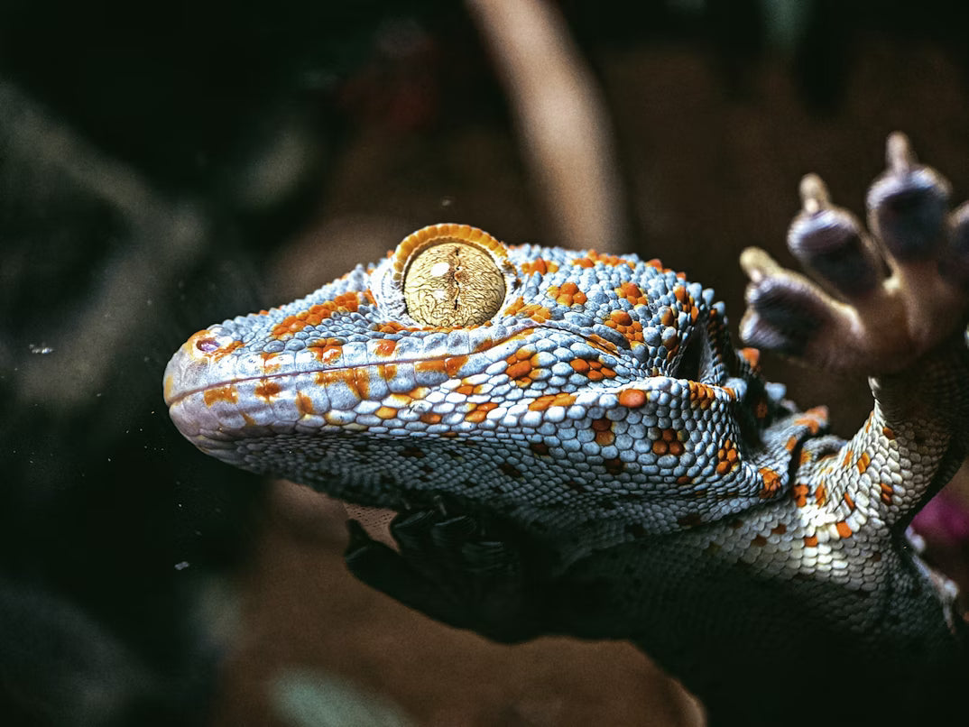 Best Live Food for Reptiles
