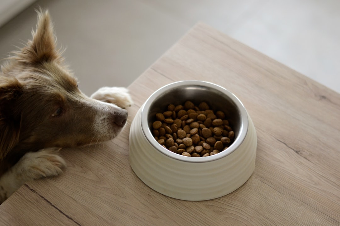 Best Dog Food for Picky Eaters: Top 10 Choices