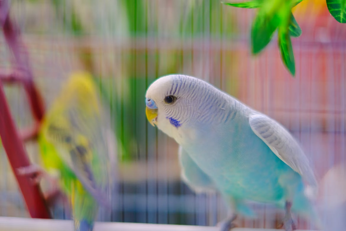 Essential Bird Cage Accessories: The Complete Setup Guide for Happy, Healthy Birds