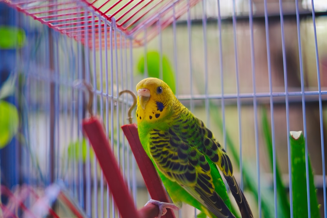 Understanding Bird Cage Pricing Factors