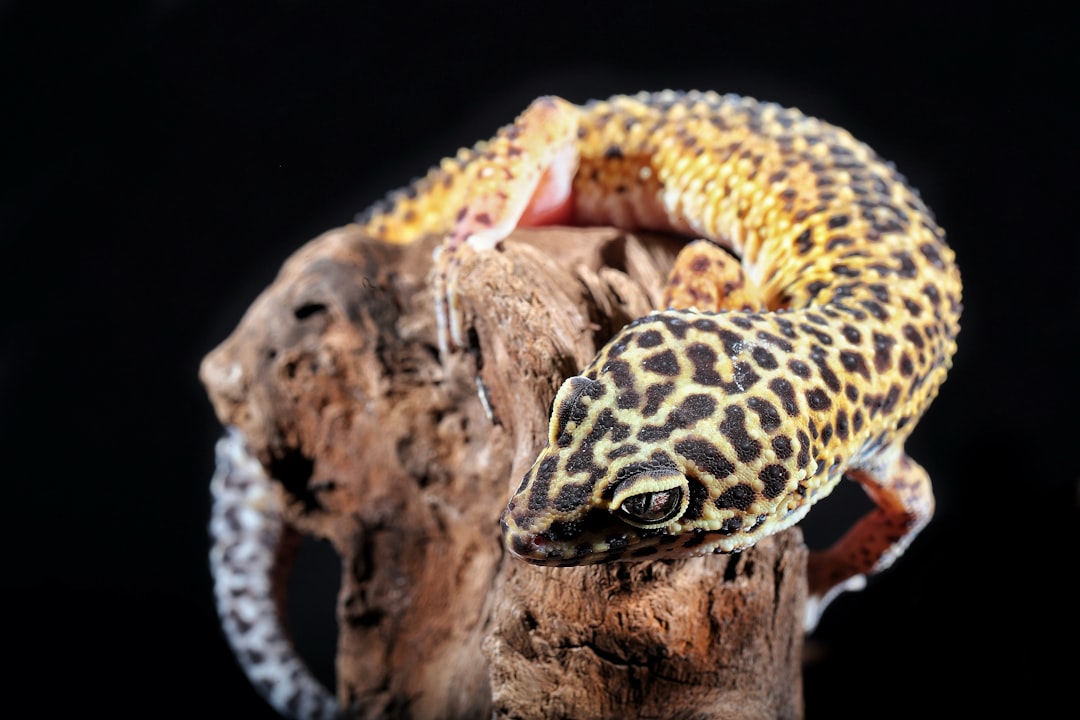 Leopard Gecko Food & Supplies: Diet, Feeding Guide, and Must-Have Accessories