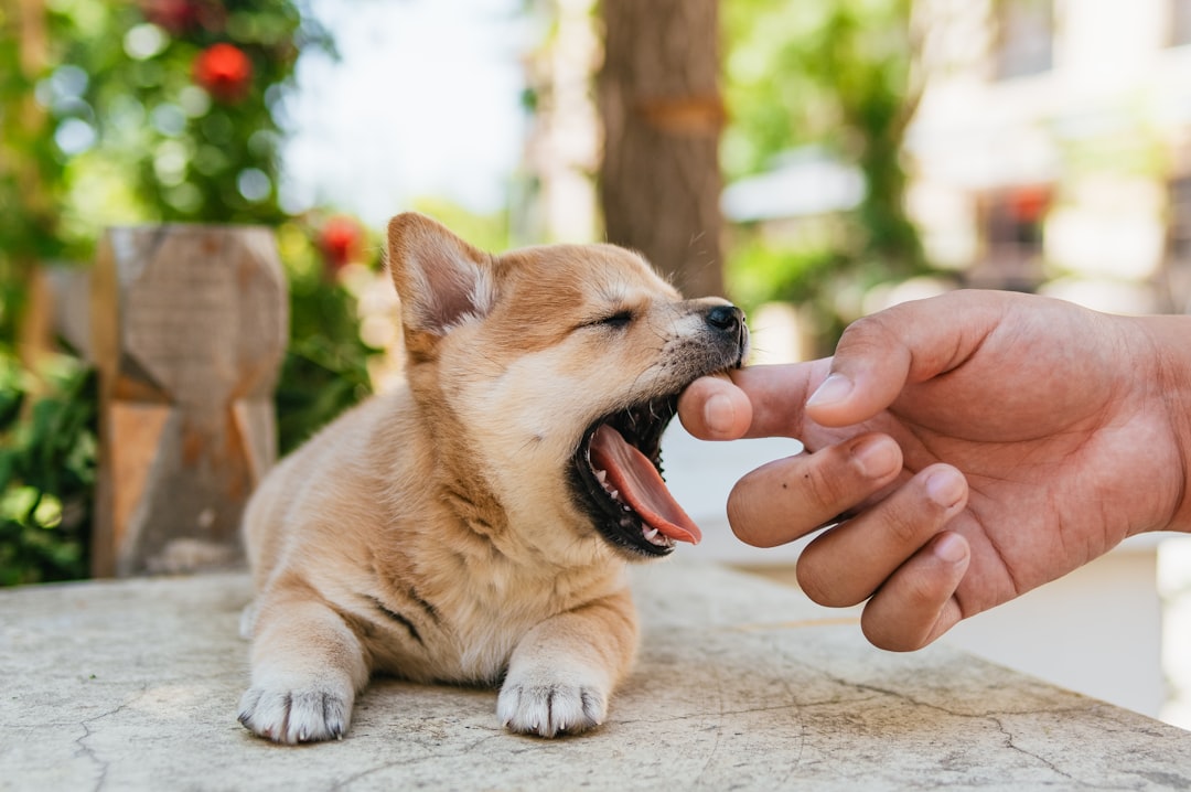 Extra Small Dog Treats: Healthy Options for Small Breeds and Puppies
