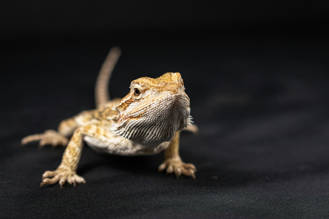 Essential Accessories for Your Bearded Dragon