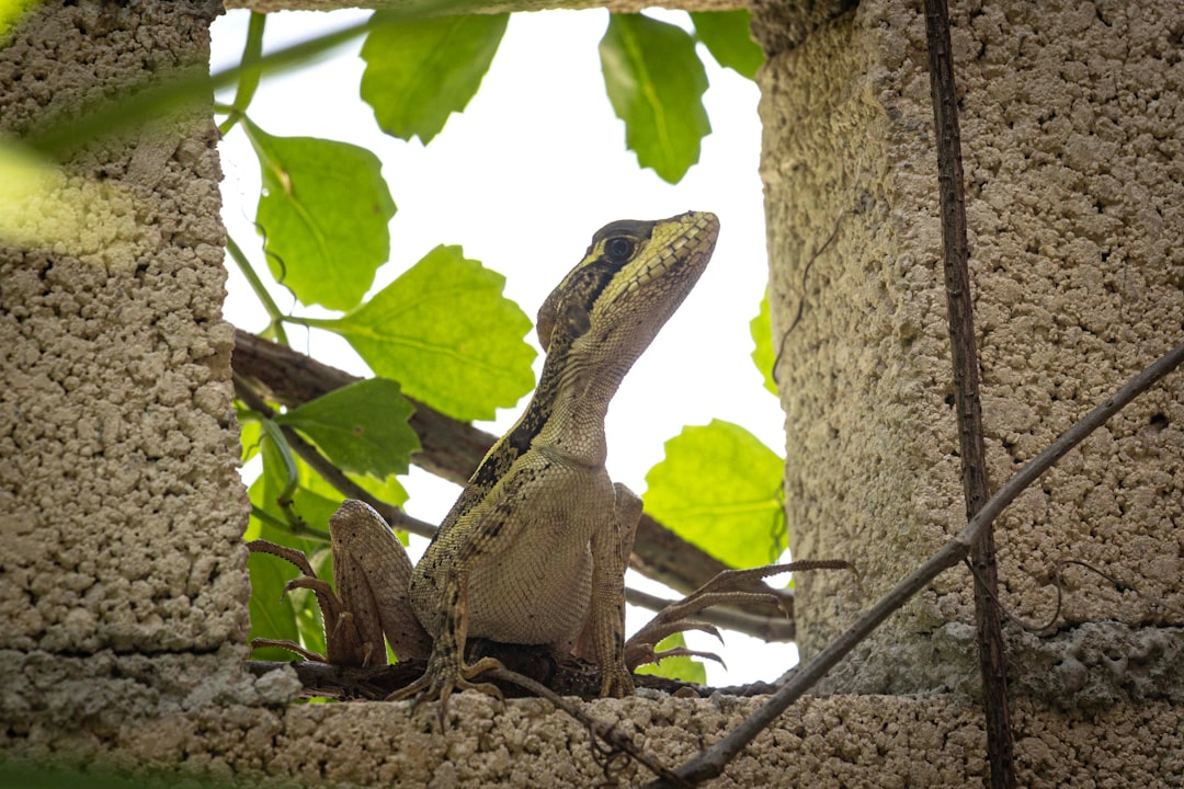 Creating the Perfect Enclosure for Lizards