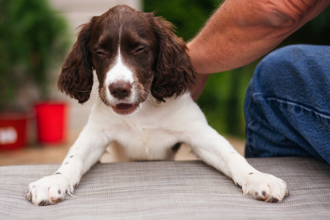 Affordable Dog Treats for Effective Training
