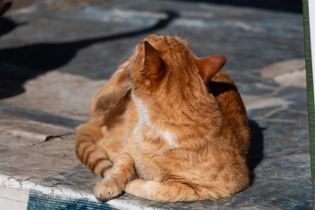 Flea and Tick Home and Yard Treatment Guide