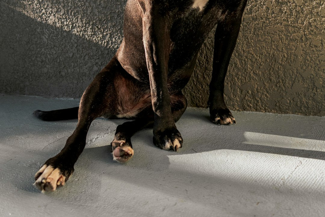 What supplements should I give my older dog to support their hip and joint health